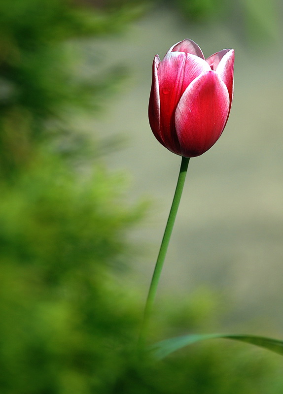 Blume DDD_4402 Kopie.jpg   26.04.jpg